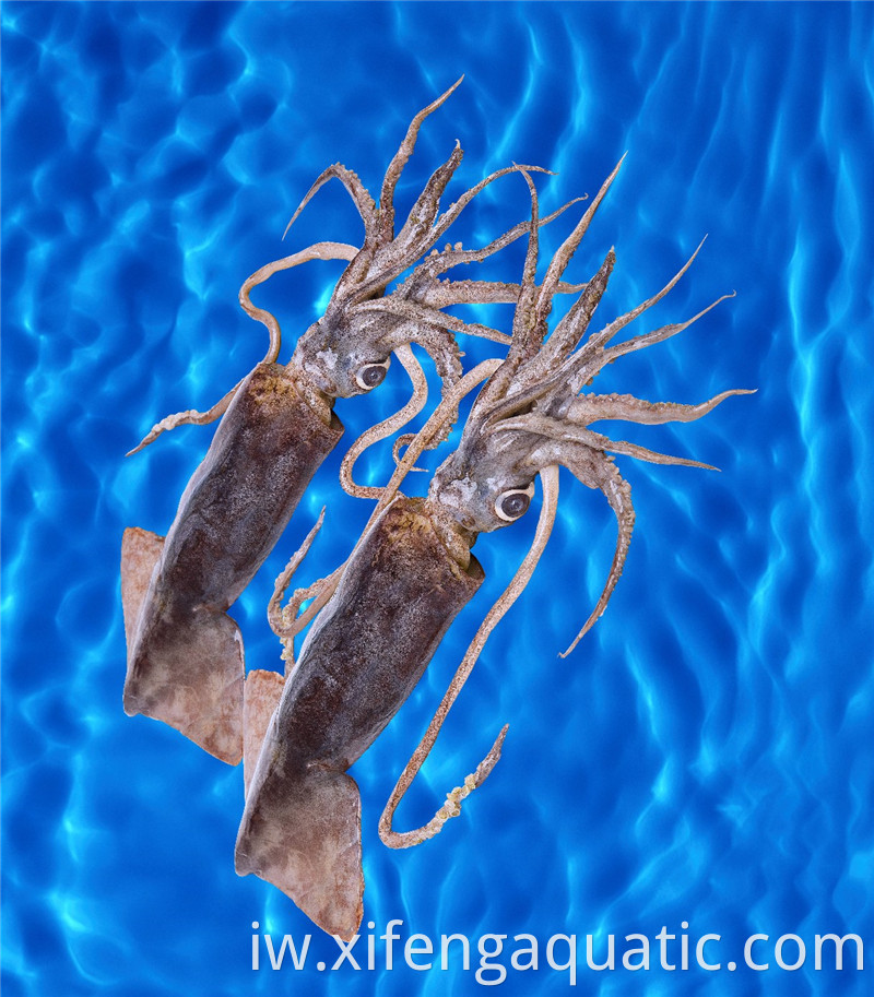 דוסידיקוס גיגאס Dosidicus Gigas